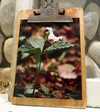 creative picture frames - clipboard photo holder