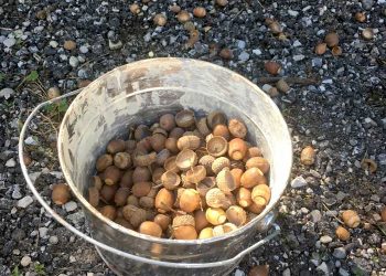 collecting acorns for crafts