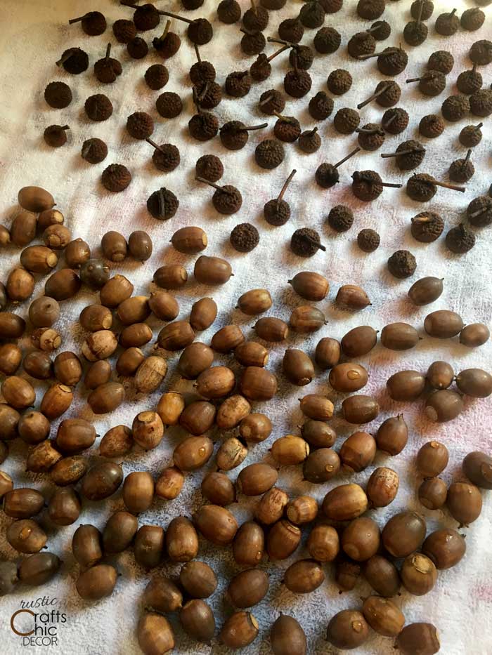 drying acorns