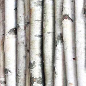 birch poles