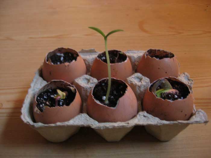 earth day seed starters