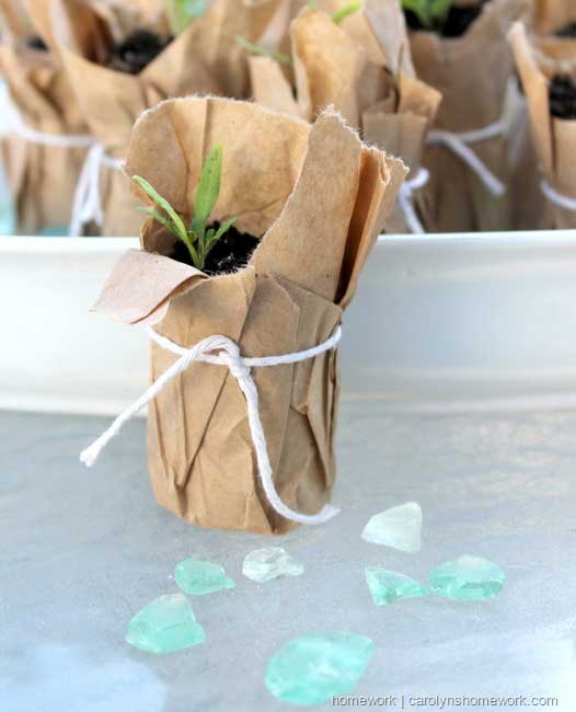 toilet paper roll seedling pots