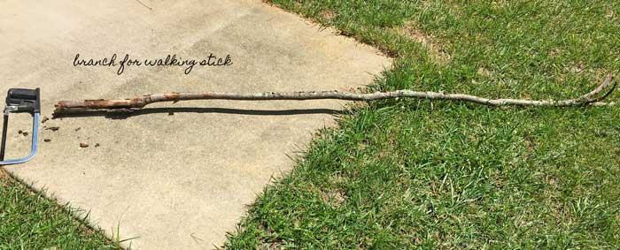 branch for walking stick