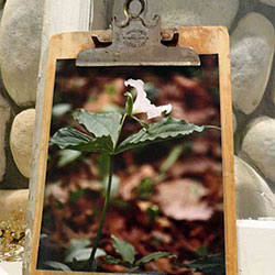 creative picture frames