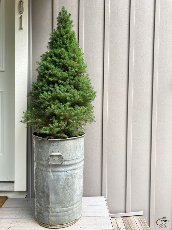 dwarf alberta spruce in container