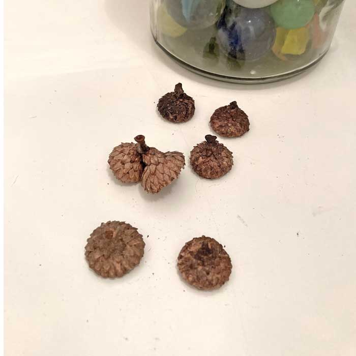 acorn caps for crafts