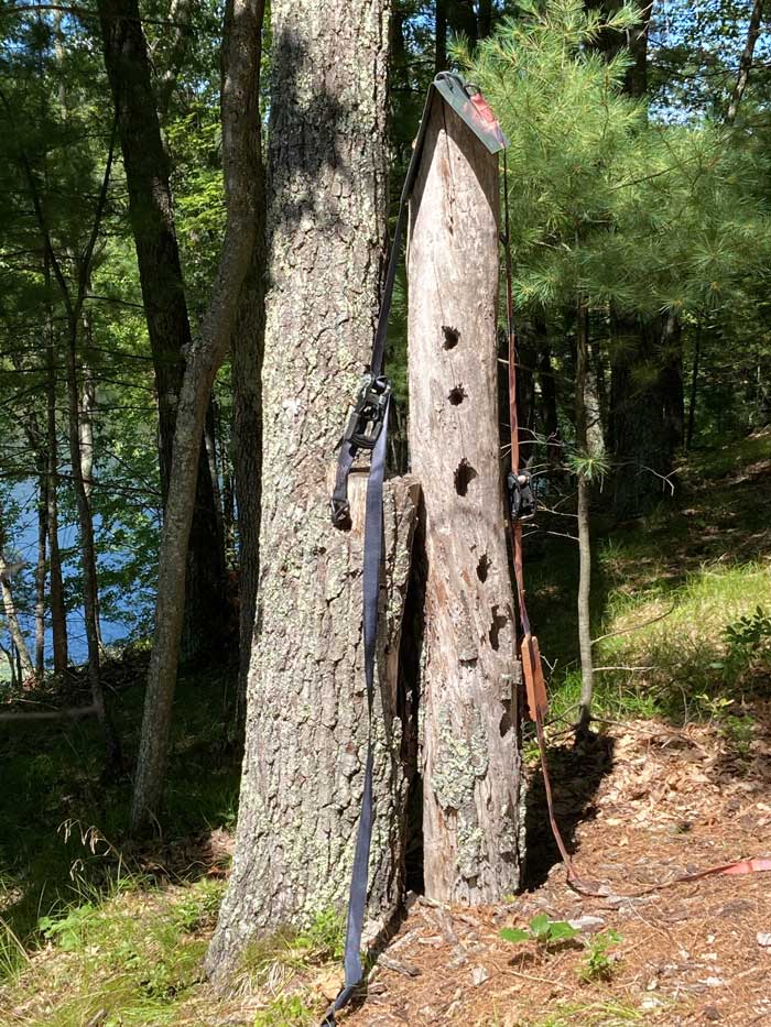 tree trunk bird house roof