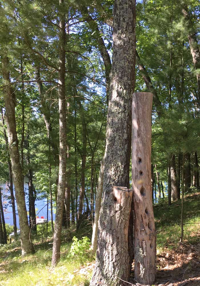 tree trunk with woodpecker holes