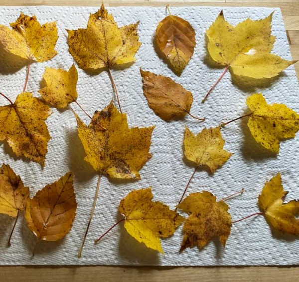 drying leaves