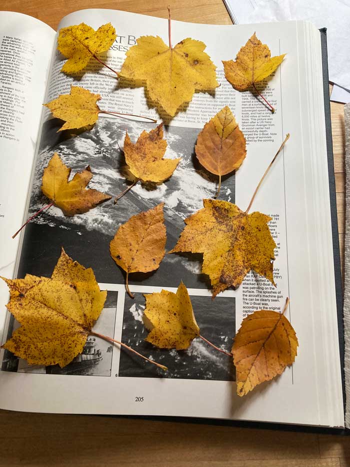 fall leaves pressed in a book