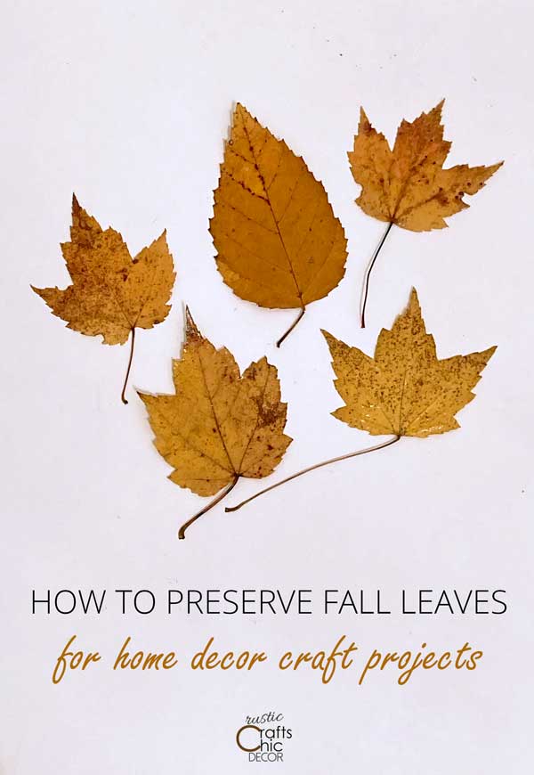 how to preserve leaves