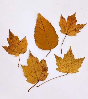 how to preserve leaves