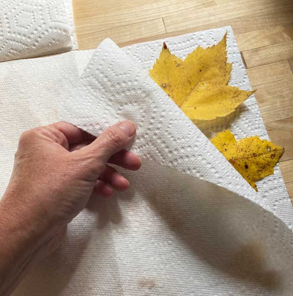 leaves between paper towel