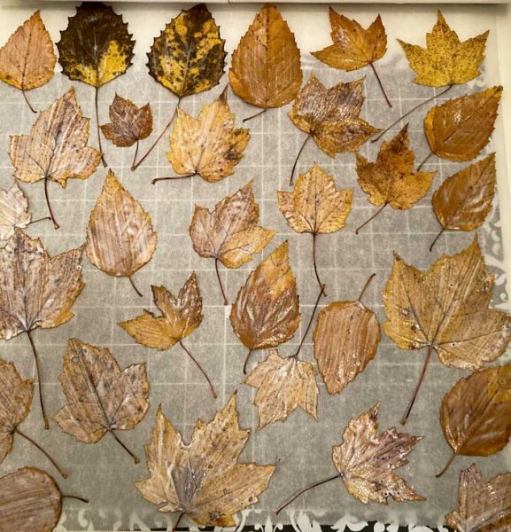 leaves drying