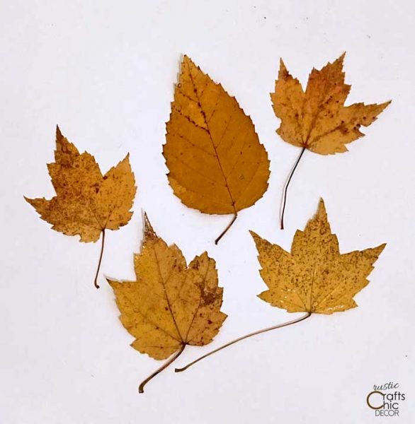 preserved fall leaves