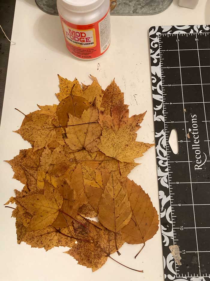 pressed fall leaves