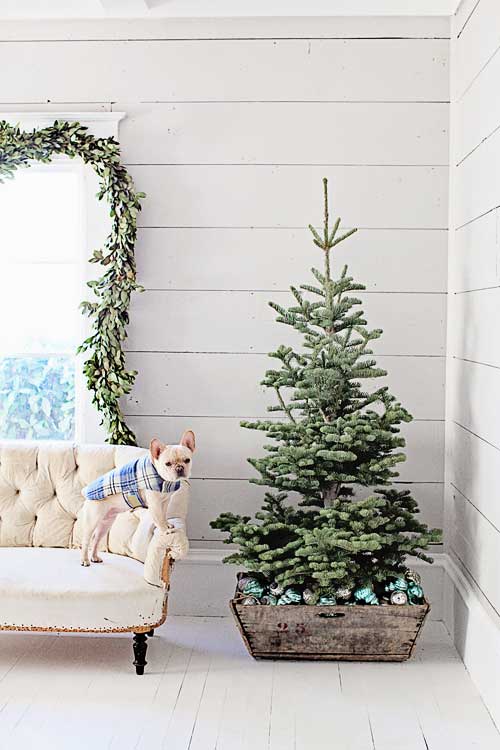 bare tree in crate