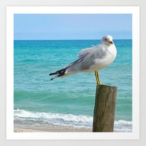 seagull print