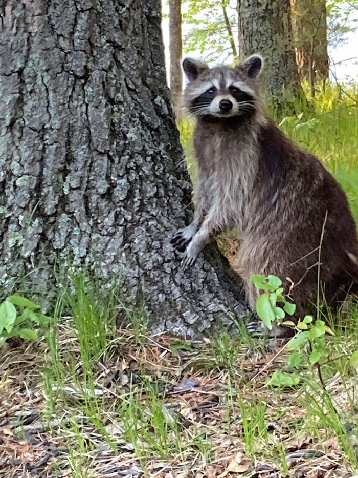 raccoon