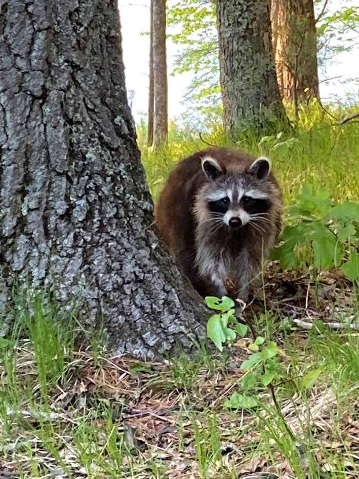 raccoon