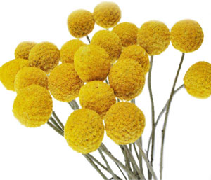 dried billy balls