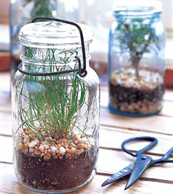 herb garden in a jar