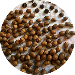 how to dry acorns